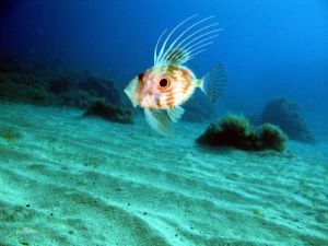 歐洲海魴 歐洲海魴