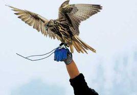 北京猛禽救助中心 北京猛禽救助中心