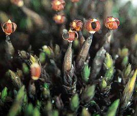 雲南黑蘚 雲南黑蘚