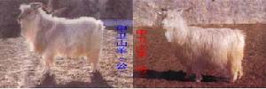 中衛山羊
