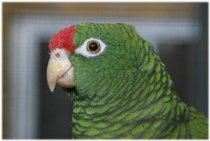 榿木亞馬遜鸚鵡 榿木亞馬遜鸚鵡