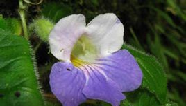 鶴峰唇柱苣苔 鶴峰唇柱苣苔