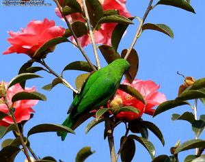 藍翅葉鵯 藍翅葉鵯