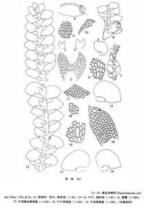 錫金角鱗苔 錫金角鱗苔