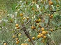 出水山村農村經濟－梨子