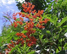 貼生接骨木 貼生接骨木