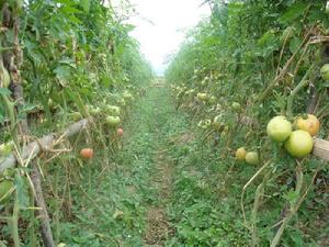 （圖）蔬菜種植