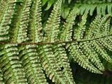 闊鱗鱗毛蕨