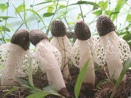 短裙竹蓀 短裙竹蓀