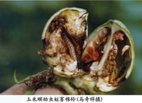 棉田亞洲玉米螟