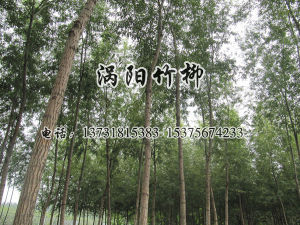 竹柳3號 竹柳3號