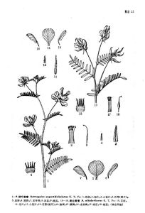 狹葉黃耆 狹葉黃耆