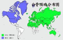 白骨頂雞分布圖