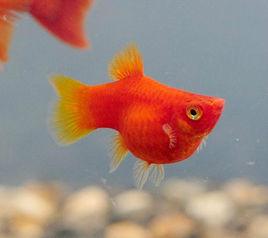 紅月光魚 紅月光魚