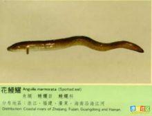 花鰻魚