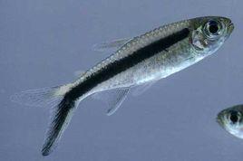 黑白企鵝燈魚 黑白企鵝燈魚