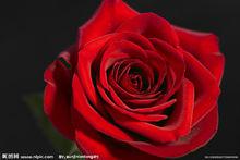切花“紅玫瑰”實為月季
