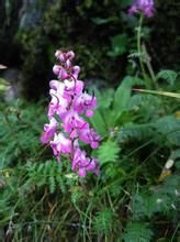 直盔馬先蒿 直盔馬先蒿