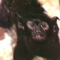 紅腳獠狨 紅腳獠狨