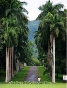 佩拉德尼亞王家植物園 佩拉德尼亞王家植物園