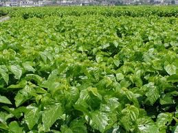 農桑12號 農桑12號