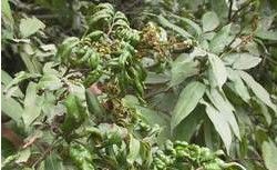 荔枝癭蟎為害狀