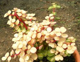 雅樂之華 雅樂之華