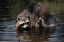 食蟹浣熊 食蟹浣熊