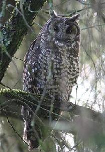 埃塞長耳鴞 埃塞長耳鴞