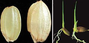 （圖）穀類“大個子”基因