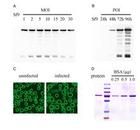 蛋白表達系統 蛋白表達系統