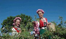 採摘玫瑰花的姑娘