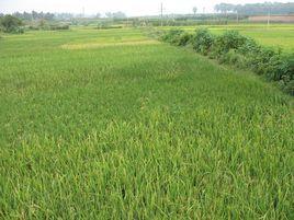 宗家莊村[山東省平度市李園街道轄村]