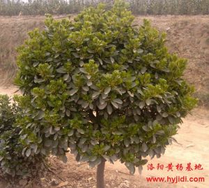 洛陽黃楊基地高桿黃楊球