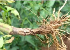 番茄莖基腐病 番茄莖基腐病