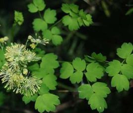 亞歐唐松草 亞歐唐松草