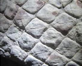 斜方薄皮木[植物]