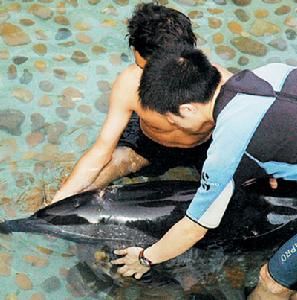 大西洋細吻海豚