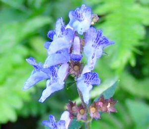 理縣香茶菜 理縣香茶菜