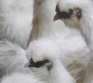 泰和武山雞 泰和武山雞