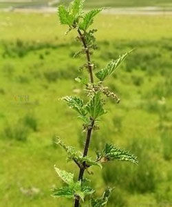 三角葉蕁麻 三角葉蕁麻