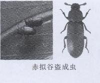 赤擬谷盜 赤擬谷盜