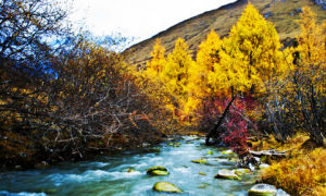 雅克夏國家森林公園 雅克夏國家森林公園