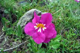 藏波羅花 藏波羅花