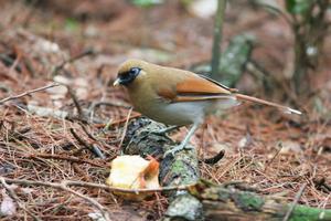 雀形目——刈草鳥科