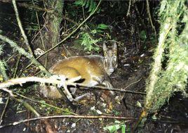 蘇門答臘毛冠鹿 蘇門答臘毛冠鹿