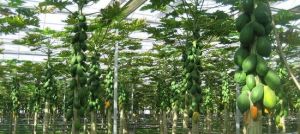 富力泉農家樂果園 富力泉農家樂果園