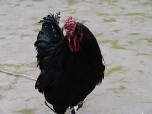 舊院黑雞 舊院黑雞