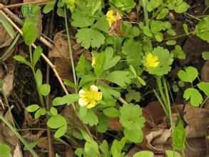 和田毛茛 和田毛茛