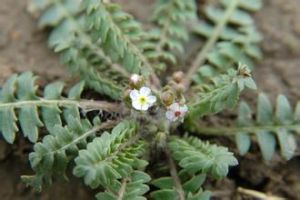 扎多點地梅 扎多點地梅